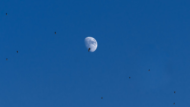 月亮与海鸥