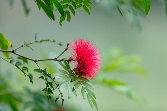 红合欢朱缨花