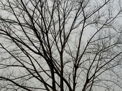 冬天的树