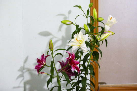 百合花