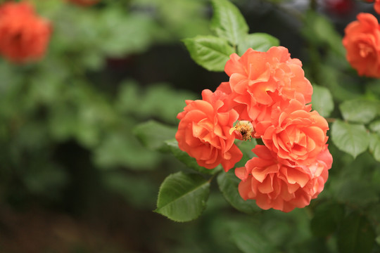 蔷薇花