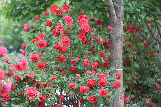 蔷薇花