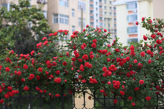 蔷薇花