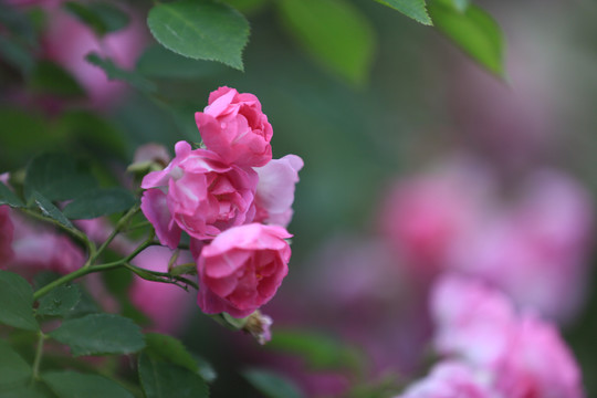 蔷薇花