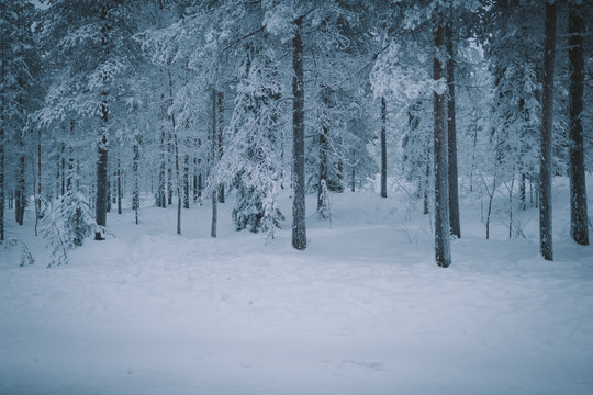 冬季芬兰北部白色的雪原与森林