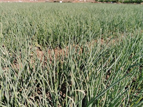 小葱种植基地