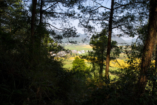 丛林树林
