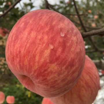 苹果