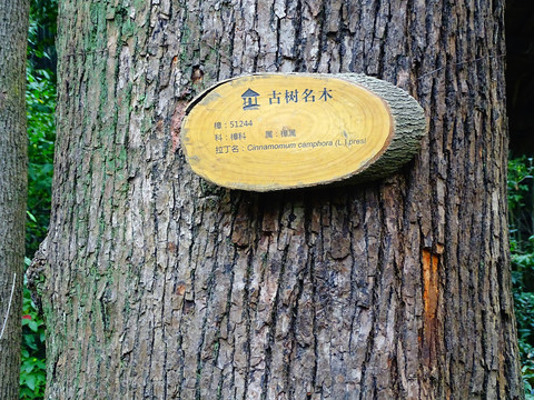 古树名木牌