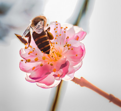 蜜蜂恋花