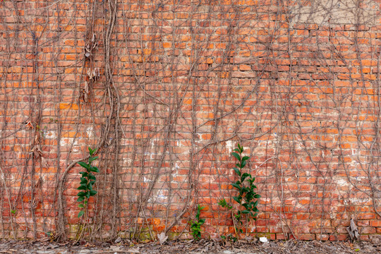 老砖墙壁上的枯藤条