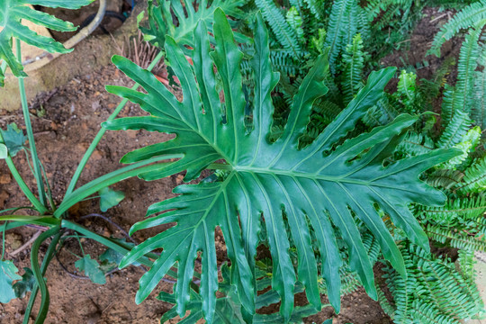 曼听公园热带植物