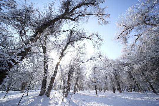 雪景