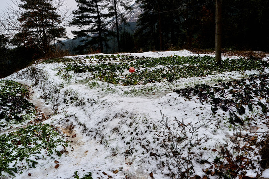 菜地积雪