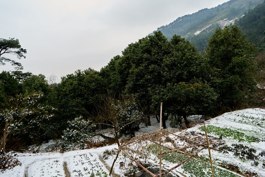 菜地积雪