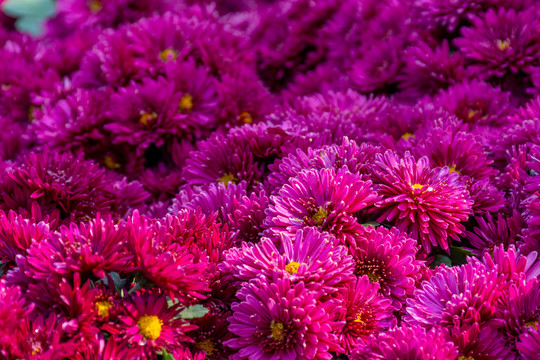 紫红色菊花
