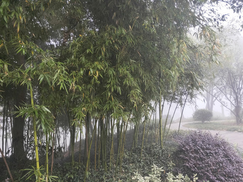 雾中竹林