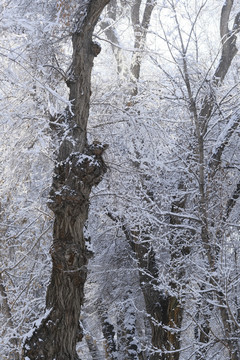 雪林