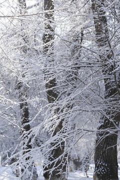 雪林