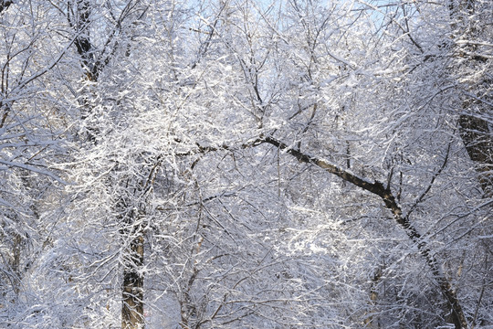 冬雪