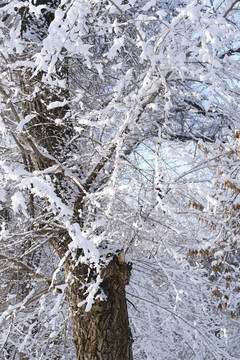 冬雪