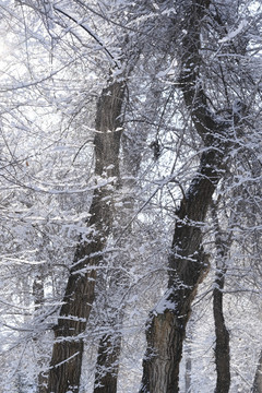 雪淞