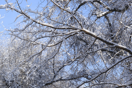 雪景