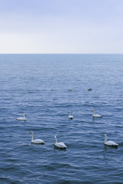 海面上的一群天鹅