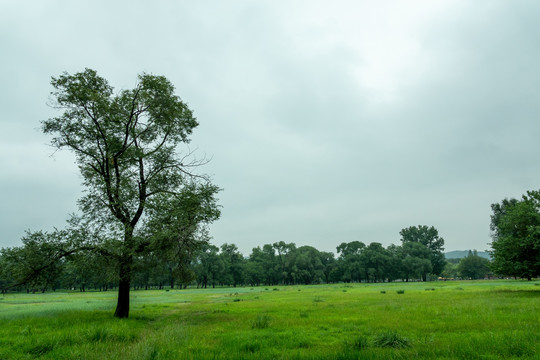 草原绿地