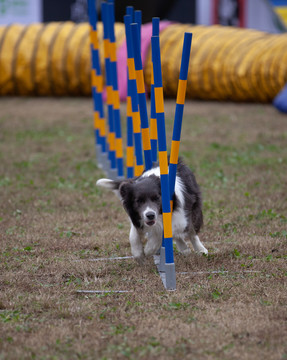 敏捷犬比赛