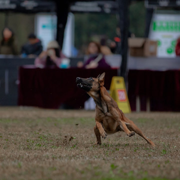 飞盘犬比赛