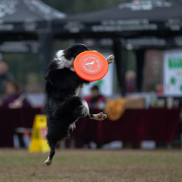 飞盘犬比赛