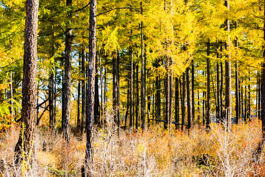 秋季金色松树林