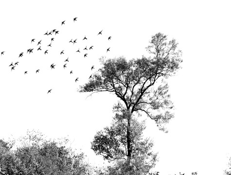 黑白树飞鸟