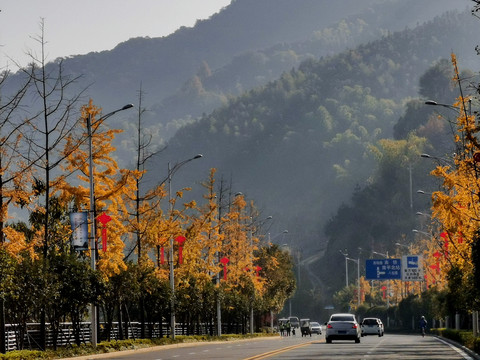 银杏道路