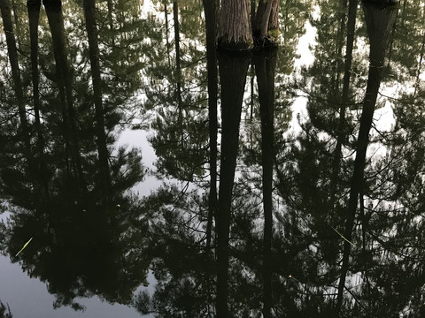 湿地水杉