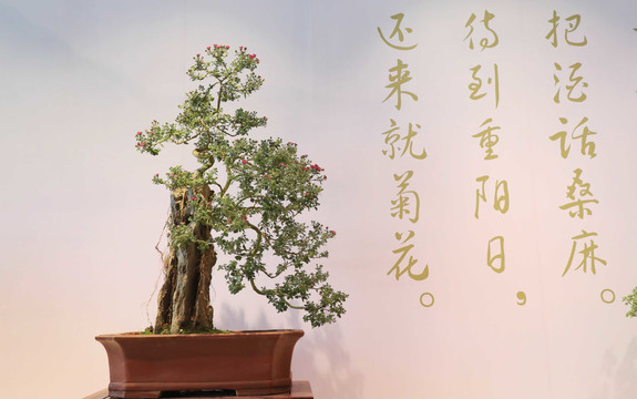 盆景
