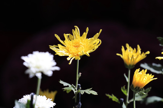菊花