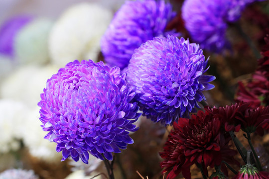 紫色球形菊花