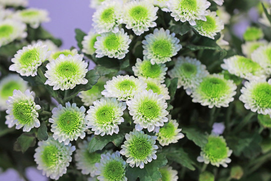 菊花