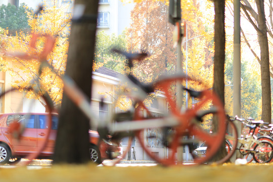 秋天街边的共享单车