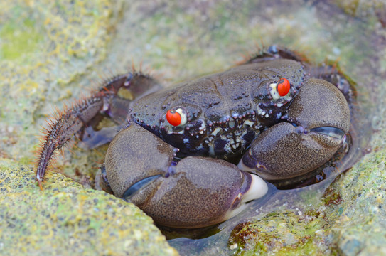 红眼睛的野生海螃蟹
