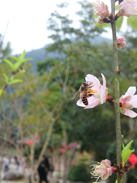 蜜蜂采桃花