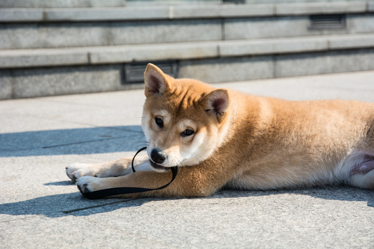 柴犬