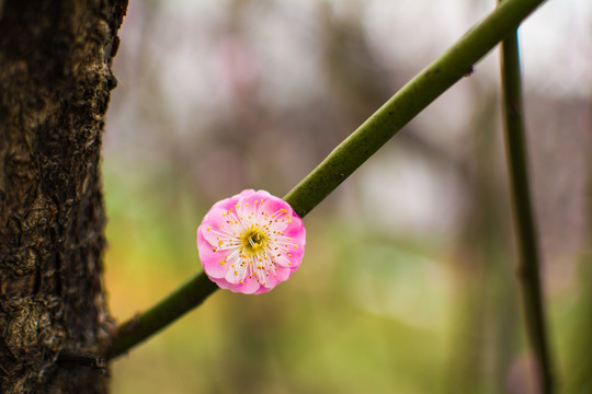 桃花高清图