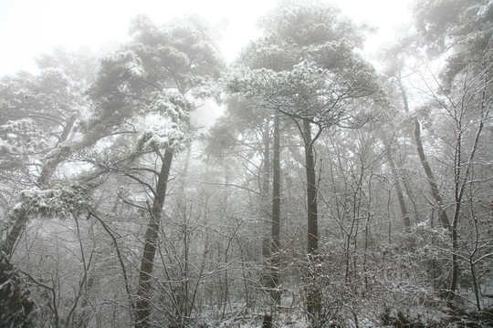 宁波奉化商量岗度假村雪景