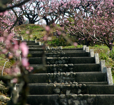 宁波奉化林家村桃花林美景