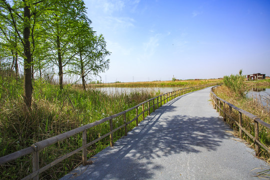 杭州湾湿地