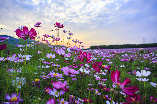 格桑花