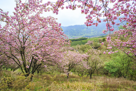 宁波海曙鄞江樱花美景